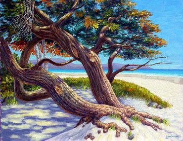 Carmel Beach Cypress