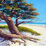 Carmel Beach Cypress